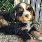 Miles Davis Moody Instagram - Gettin this little goober in two weeks! He’s named after my great-great grandfather- PHARO!
