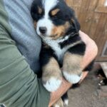 Miles Davis Moody Instagram - Gettin this little goober in two weeks! He’s named after my great-great grandfather- PHARO!