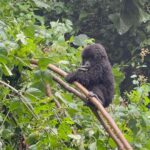 Miranda Kerr Instagram – An unforgettable day trekking through the forest and witnessing a family of gorillas in their natural habitat 🦍🦍🦍