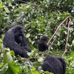 Miranda Kerr Instagram – An unforgettable day trekking through the forest and witnessing a family of gorillas in their natural habitat 🦍🦍🦍