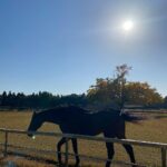Miyu Hayashida Instagram - Thank you for the horses and the beautiful ranch. They always give me a wonderful time of peace,healing and lovely🌷♡ Libertas of deepimpact, thoroughbredhorses and pony🐴🐴🐴 #ridinghorse#deepimpact #thoroughbredhorse#pony