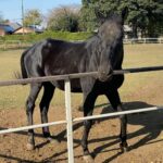 Miyu Hayashida Instagram - Thank you for the horses and the beautiful ranch. They always give me a wonderful time of peace,healing and lovely🌷♡ Libertas of deepimpact, thoroughbredhorses and pony🐴🐴🐴 #ridinghorse#deepimpact #thoroughbredhorse#pony