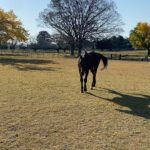 Miyu Hayashida Instagram - Thank you for the horses and the beautiful ranch. They always give me a wonderful time of peace,healing and lovely🌷♡ Libertas of deepimpact, thoroughbredhorses and pony🐴🐴🐴 #ridinghorse#deepimpact #thoroughbredhorse#pony