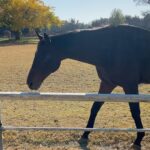 Miyu Hayashida Instagram - Thank you for the horses and the beautiful ranch. They always give me a wonderful time of peace,healing and lovely🌷♡ Libertas of deepimpact, thoroughbredhorses and pony🐴🐴🐴 #ridinghorse#deepimpact #thoroughbredhorse#pony