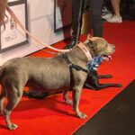 Mo Collins Instagram - Another Stand Up for Pits in the books!! It’s a favorite for me, and close to my heart. Rebecca Corry has helped THOUSANDS of pitbulls over the years. It’s an incredible foundation, and they’re always looking for donations. Trust me when I tell you…the money goes directly to the cause. Great seeing old friends and making new! If one of these events comes to your city…GO!! It’s a blast!! @standupforpitsfoundation @jonathankite @mindyster #pitbulllove #pibbles #bsl #educate #christopherlloyd