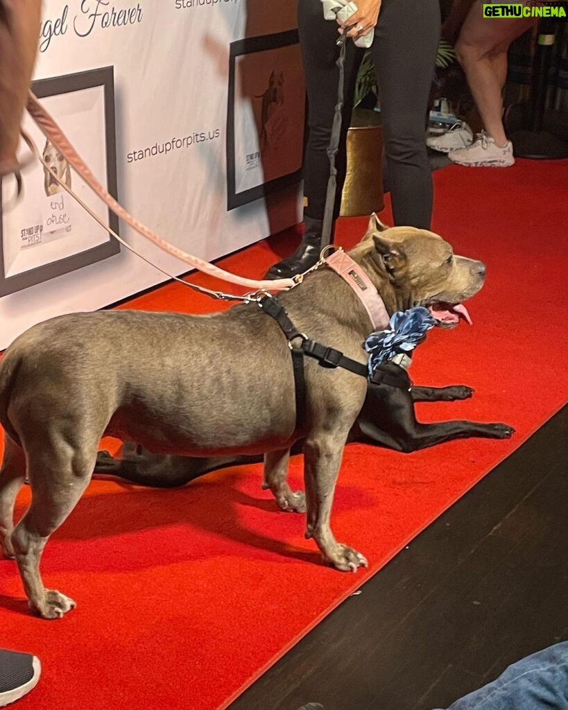 Mo Collins Instagram - Another Stand Up for Pits in the books!! It’s a favorite for me, and close to my heart. Rebecca Corry has helped THOUSANDS of pitbulls over the years. It’s an incredible foundation, and they’re always looking for donations. Trust me when I tell you…the money goes directly to the cause. Great seeing old friends and making new! If one of these events comes to your city…GO!! It’s a blast!! @standupforpitsfoundation @jonathankite @mindyster #pitbulllove #pibbles #bsl #educate #christopherlloyd