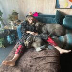 Mo Collins Instagram - G’mornin from me and the pack. ❤️ #dogsofinstagram #daniff #staffy #pibble