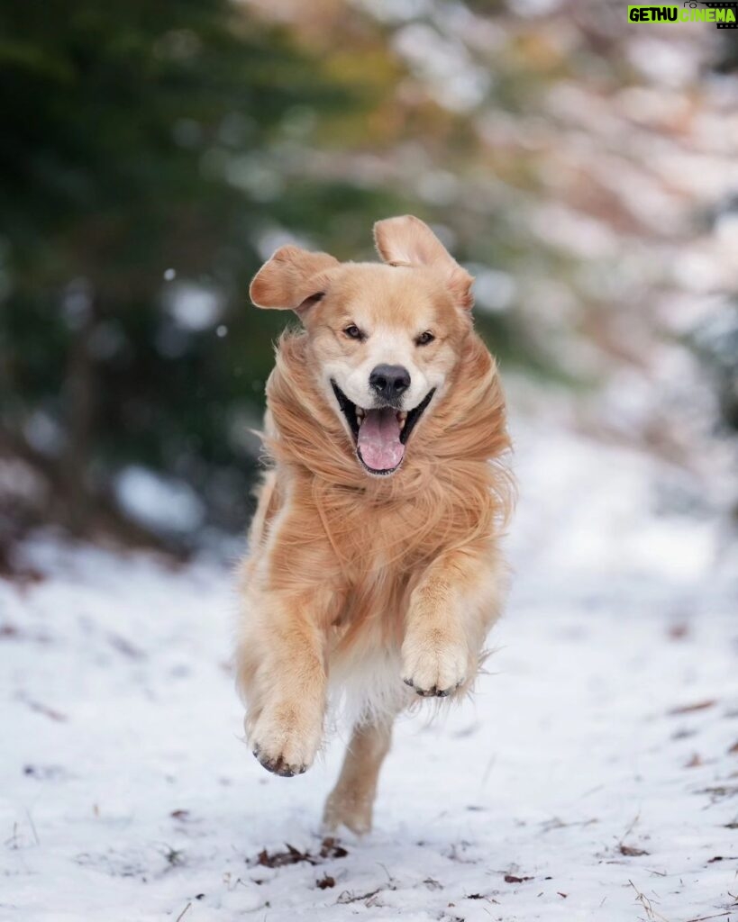 Moon Jeong-hee Instagram - #마누 #manu #Jane #제인 #healing #time #happiness #dogs #goldenretriever #bordercollie #w홀스랜드 #아빠사진 제인이는 마누오빠가 제일 좋아요♡ 뛰는 모습은 👍 ! 너무 예쁜 투샷♡♡ @manu_goldenretriever @justinkim1978 @chris_kim1979 @w_horseland_