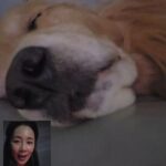 Moon Jeong-hee Instagram - #마누 #manu #happy #smile #보고싶어 #촬영중 촬영하면서 마누소식은 젤큰 에너지네요♡ 힘내서 잘마치고 갈게!! 마누 잘돌봐주셔서 가족들 모두 고마워요 😄 @manu_goldenretriever