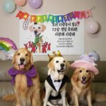 Moon Jeong-hee Instagram - #철수 #우리형 #생일축하해 #건강만하자 #12살 #레브라도리트리버 #동생들 #남자들 #든든해 7살에 만났는데 벌써 12살이된 우리철수!! 아직 아가같은데.. 항상 지금처럼 건강하게 함께해줘! 생일축하해 우리철수❤️ @ohmizzang_12 @manu_goldenretriever @lee_jun__seung