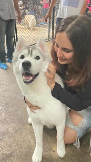 Mridanjli Rawal Instagram - I want a 🐶🐈🐈‍⬛🐎….. What about you guys ??🧑‍🎄🎅 Ho….ho……hoooo…

:
#instagram #reels #love #dogsofinstagram #doginfluencer #reels #reelsinstagram #travel #bangkok #thailand #thai #reelindia❤️❤️ #reelviral #instamood #friday #weekend #husky #photography #videography #instacool #instafollow #influencer