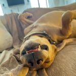 Myles Erlick Instagram - When the belly rub hits just right😆 • • • • #pooch #rescue #dogs #dogsofinstagram #doggo #monroe #explore #insta