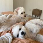 Nana Yamada Instagram - いぬと暮らすとかわいいとえらいね〜で１日おわる🥹🤝 お散歩でドテドテ歩くのもえらいし、トイレするのもえらいし、ごはん食べるのもえらいし、遊ぶのもえらいし、0.1秒できざんでもかわいいのきわみすぎてえらい。 かわいいとひきかえにわたしの語彙力なくなるのももはやもう幸せだしえらい。 いつもほんとにかわいくてありがとう🥹💞