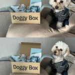 Nana Yamada Instagram – 今月のdoggy box 🐕🤎

今月のテーマは”SNOW DRAGON”🐲❄️

おもちゃ2つにジャンプー🛁

フリーズドライ北海道ポテト🍟
粗挽きスナック鶏ささみ🍖
馬アキレス薄延べ🐩
(私のおやつより豪華ではっ🫣？笑)

今月も早速おやつ泥棒でした☺️♡
動画もみてね〜〜🙇🏻‍♀️

#doggybox #ドギボ #PR