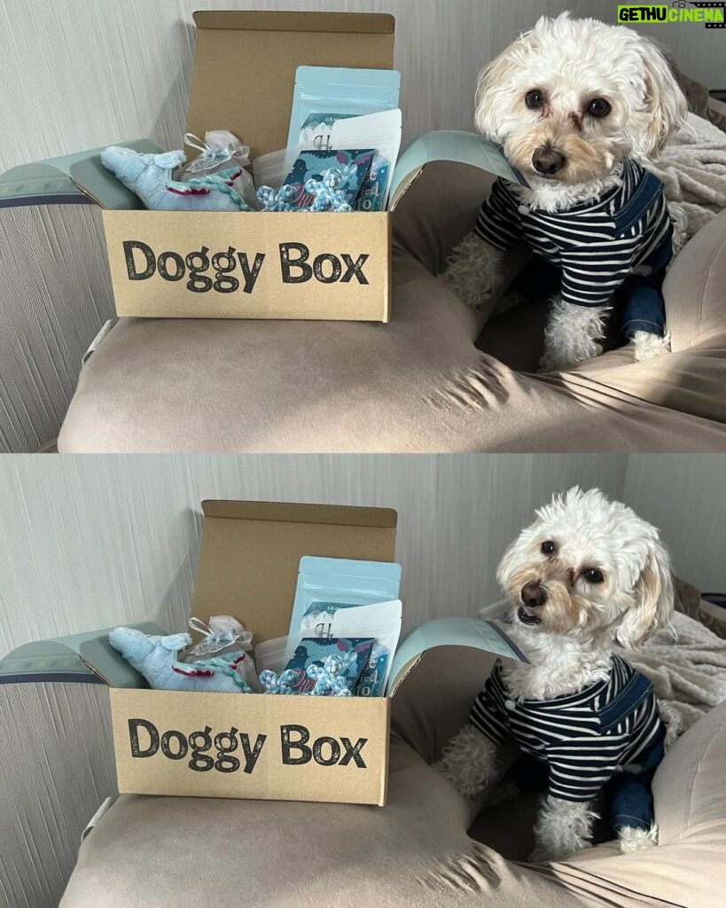Nana Yamada Instagram - 今月のdoggy box 🐕🤎 今月のテーマは”SNOW DRAGON”🐲❄ おもちゃ2つにジャンプー🛁 フリーズドライ北海道ポテト🍟 粗挽きスナック鶏ささみ🍖 馬アキレス薄延べ🐩 (私のおやつより豪華ではっ🫣？笑) 今月も早速おやつ泥棒でした☺♡ 動画もみてね〜〜🙇🏻‍♀ #doggybox #ドギボ #PR
