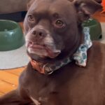 Natalie Stovall Instagram - That smile 😂 #bostonterrier #mutt #pittie #smile #BradyBelle #rescue