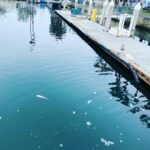 Natalya Rudakova Instagram – Gone fishin’ 🎣 Marina del Rey, California
