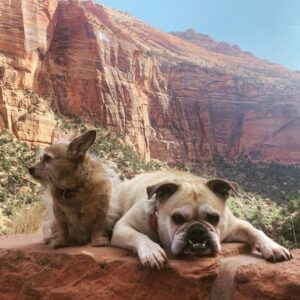Necar Zadegan Instagram - We had to say goodbye to our beloved Charlie this week. And it was tough. Charlie, my sweet Charlie, I will miss you so. Here are some photos of when he was with us, always, wherever we were. Charlie, an absolute gentleman and the truest friend, thank you for everything, your place will forever be empty here. ❤️❤️❤️ @imarminamiri