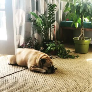 Necar Zadegan Instagram - We had to say goodbye to our beloved Charlie this week. And it was tough. Charlie, my sweet Charlie, I will miss you so. Here are some photos of when he was with us, always, wherever we were. Charlie, an absolute gentleman and the truest friend, thank you for everything, your place will forever be empty here. ❤️❤️❤️ @imarminamiri