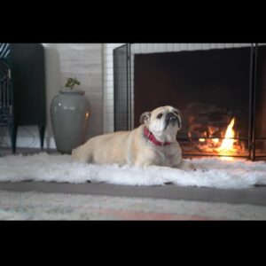 Necar Zadegan Instagram - We had to say goodbye to our beloved Charlie this week. And it was tough. Charlie, my sweet Charlie, I will miss you so. Here are some photos of when he was with us, always, wherever we were. Charlie, an absolute gentleman and the truest friend, thank you for everything, your place will forever be empty here. ❤️❤️❤️ @imarminamiri
