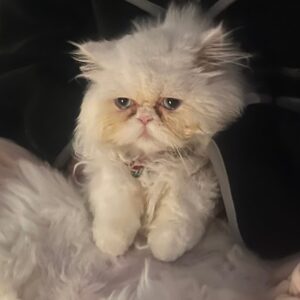 Nessa Barrett Instagram - kitty 🩰