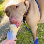 Nicole da Silva Instagram - Interrupting your doom scroll with some wholesome content. Hope you enjoy it as much as my kidlet 👂♥️ 🍦