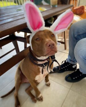Nicole da Silva Instagram - I hope you’re all enjoying the holidays more than this little bunny 🐰 #notimpressed #adoptdontshop