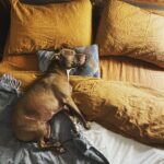Nicole da Silva Instagram - Landed on her paws 🐾