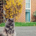 Nima Akbarpour Instagram - Our neighbour's #cat #spring #London London, Unιted Kingdom