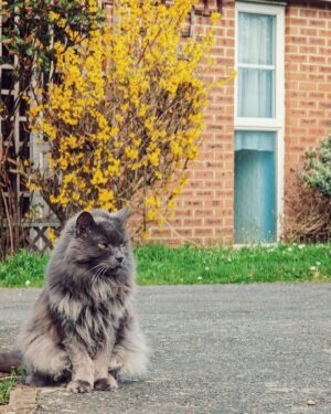 Nima Akbarpour Instagram - Our neighbour's #cat
#spring #London