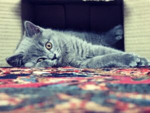 Nima Akbarpour Instagram - Say hello to Carbon, our new family member. A tiny British Shorthair kitten who loves to chase his tail.
Follow his journey on @carbon.the.cat 
معرفی می‌کنم: کاربُن، عضو جدید خانواده 😻