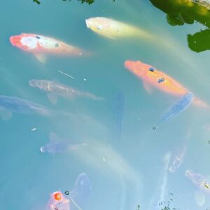 Nobi Nakanishi Instagram - The only fish I don’t consider to be food. 😅 #koi #koifish #sushi #dinner #after