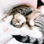 Olive Elise Abercrombie Instagram - Just some more cat spam for your Caturday 🐾 #mistylavenderabercrombie