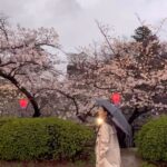 Park Jin-hee Instagram - . 교토는 벌써 벚꽃이 만개했어요✨ 정말 봄이 온거같아요🌸 . . . #kyoto #osaka #cherryblossom #교토#오사카#벚꽃