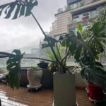 Park Jin-hee Instagram - 비가 오는 식목일이네요! 나무를 심고 가꾸는 것도 중요하지만 우리 산림을 보존하는것도 중요하다는거 잊지마세요😍지구온난화로 더욱 건조해지면서 산불이 자주 발생하고있어요!…우리 산림을 지켜주세요! 산불조심 또조심! . 재작년 가을에 당근으로 구매한 몬스테라 화분이 폭풍성장해서 얼마전에 분갈이 해주었어요😛무럭무럭자라라!!!! . 😜비올때마다 빗물을 받아서 화분에 물주는것도 꿀팁입니다용 #4월5일#식목일 #산불조심 #또조심 #산림을보호해주세요