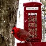 Patricia Heaton Instagram - Got this gorgeous British bird feeder from friends on #BoxingDay and my little red buddy here in #Nashville just loves it! #birds #cardinals #redbird #british #uk #birdfeeder #winter