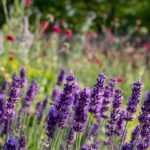 Patricia Heaton Instagram – I love wandering around London and checking out all the beautiful blooms in these lovely English gardens.