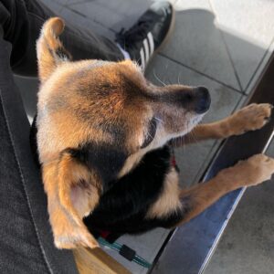 Paul Walling Instagram - @dogcheagle is On the Lookout. What are you looking for this weekend? #TGIF