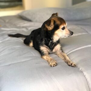 Paul Walling Instagram - How are you doing? I hope you’re staying safe at home. Me? Oh, thank you for asking. I’m fine, just spending time taking a few pics of my favorite hostage — er, I mean roommate — I mean DOG! @dogcheagle (he’s so tired of me talking to my screens)