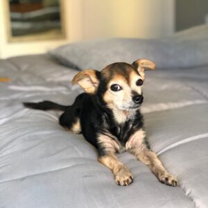 Paul Walling Instagram - How are you doing? I hope you’re staying safe at home. Me? Oh, thank you for asking. I’m fine, just spending time taking a few pics of my favorite hostage — er, I mean roommate — I mean DOG! @dogcheagle (he’s so tired of me talking to my screens)