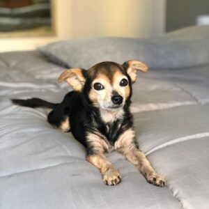Paul Walling Instagram - How are you doing? I hope you’re staying safe at home. Me? Oh, thank you for asking. I’m fine, just spending time taking a few pics of my favorite hostage — er, I mean roommate — I mean DOG! @dogcheagle (he’s so tired of me talking to my screens)