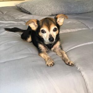 Paul Walling Instagram - How are you doing? I hope you’re staying safe at home. Me? Oh, thank you for asking. I’m fine, just spending time taking a few pics of my favorite hostage — er, I mean roommate — I mean DOG! @dogcheagle (he’s so tired of me talking to my screens)