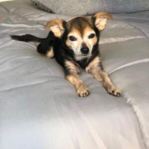 Paul Walling Instagram - How are you doing? I hope you’re staying safe at home. Me? Oh, thank you for asking. I’m fine, just spending time taking a few pics of my favorite hostage — er, I mean roommate — I mean DOG! @dogcheagle (he’s so tired of me talking to my screens)