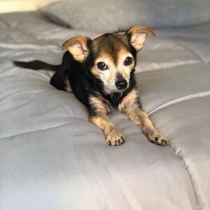 Paul Walling Instagram - How are you doing? I hope you’re staying safe at home. Me? Oh, thank you for asking. I’m fine, just spending time taking a few pics of my favorite hostage — er, I mean roommate — I mean DOG! @dogcheagle (he’s so tired of me talking to my screens)