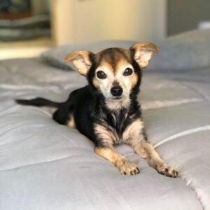 Paul Walling Instagram - How are you doing? I hope you’re staying safe at home. Me? Oh, thank you for asking. I’m fine, just spending time taking a few pics of my favorite hostage — er, I mean roommate — I mean DOG! @dogcheagle (he’s so tired of me talking to my screens)