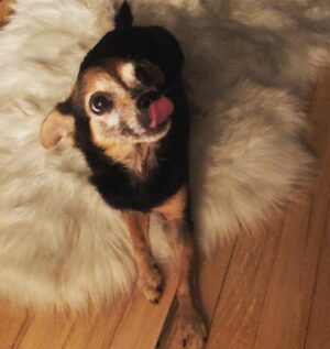 Paul Walling Instagram - Real dog fur, fake floor fur. @dogcheagle
