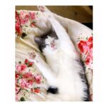Pauline Clément Instagram - (ᵔᴥᵔ) Cocooning ♥𐂂♡