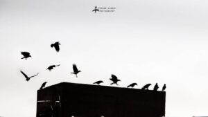 Pendar Akbari Instagram - کلاغها

Photo by #pendar_akbari

#photography
#pendarakbari 
#canon #artwork
#nationalgeographic
#pendarakbariphotography