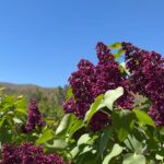 Peri Gilpin Instagram - Lilacs ☀️