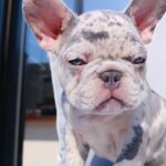 Perrie Edwards Instagram - Everyone. Meet Travis!
